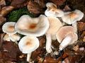 Hygrophorus lindtneri